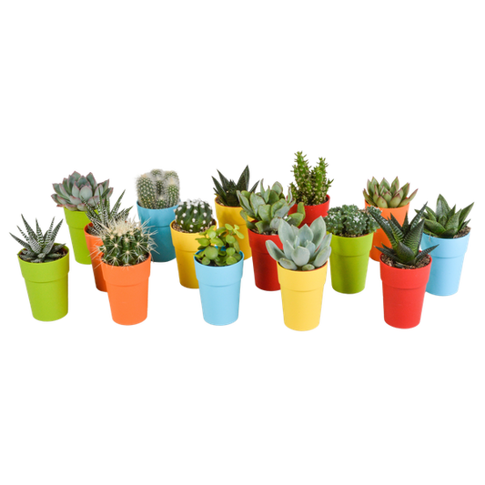 Cactus and succulents mix 5.5 cm | 15 pieces - in colored plastic pot