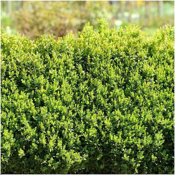 1 meter Buxus Sempervirens hedge - ↕ 20 cm - 6 x Ø12 cm 