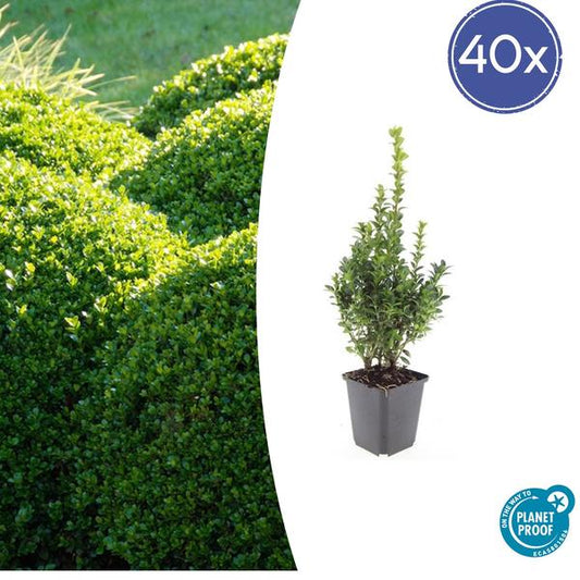 Buxus Sempervirens - ↕10-25cm - Ø9cm - 40x