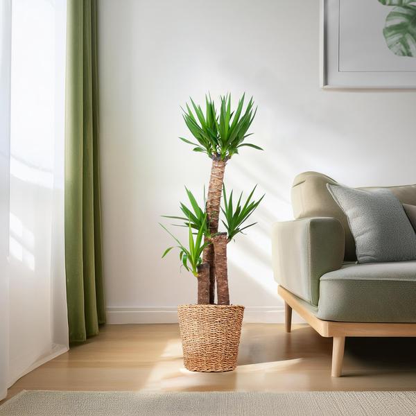 Yucca XL con cestino Torun - 125cm - Ø24