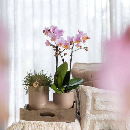Kolibri Orchids | Set of pink orchid Andorra and Succulent in Tube decorative pot Sand - pot size Ø9cm | flowering houseplant - fresh from the grower