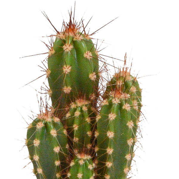 Cactus en vetplanten mix 5.5 cm | 15 stuks - zonder pot