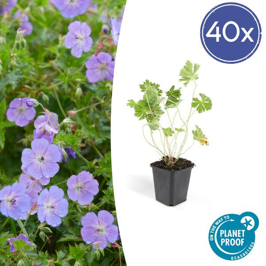 40x Geranium Rozanne - ↕10-25cm - Ø9cm