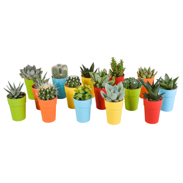 Mix di cactus e piante grasse 5,5 cm | 15 pezzi - in vasetto di plastica colorata