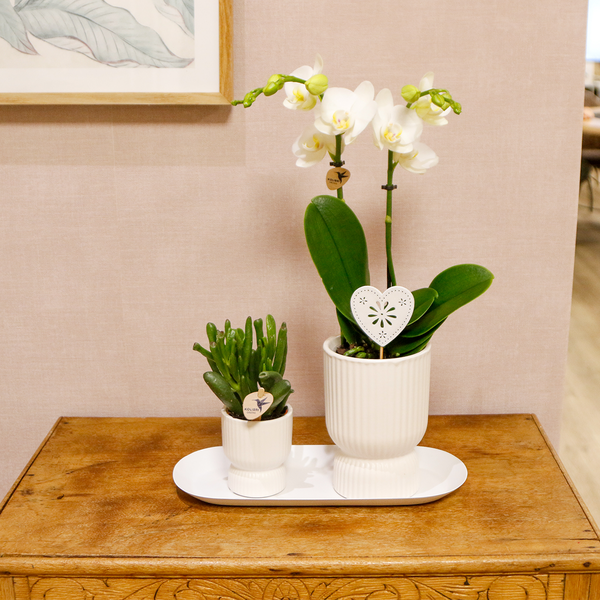 Kolibri Orchids | Plant set Love white small | Green plants with white Phalaenopsis orchid in white decorative pots on a white tray