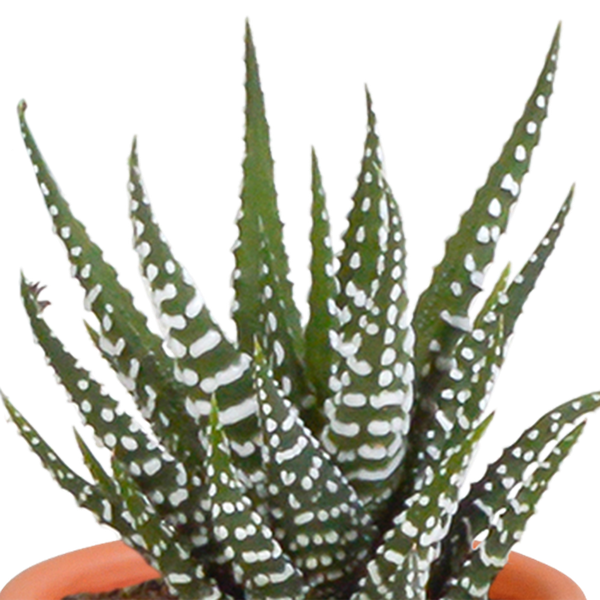 Cactus en vetplanten mix 5.5 cm | 15 stuks - zonder pot