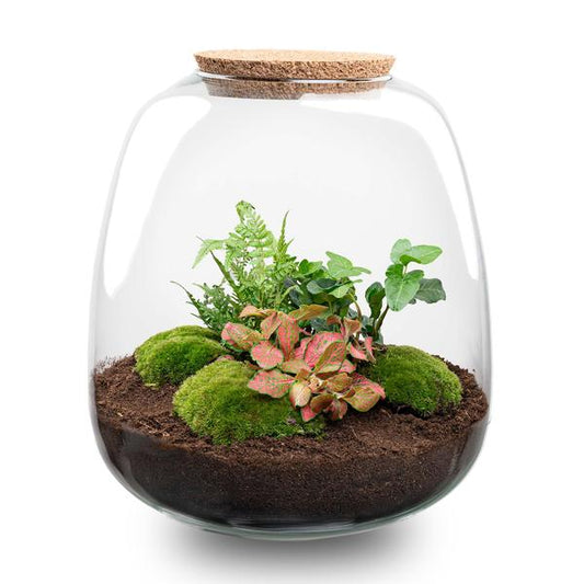 Terrario per piante - Emma - Kit fai da te - ↑ 25 cm - Ø 23 cm - Hedera Red + LED
