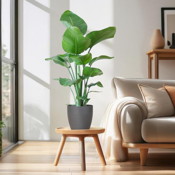 Strelitzia Nicolai con vaso Viber grigio - 80cm - Ø21