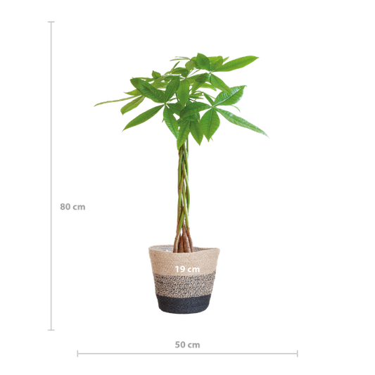 Pachira Aquatica met Mand Lissabon zwart - 80cm - Ø21