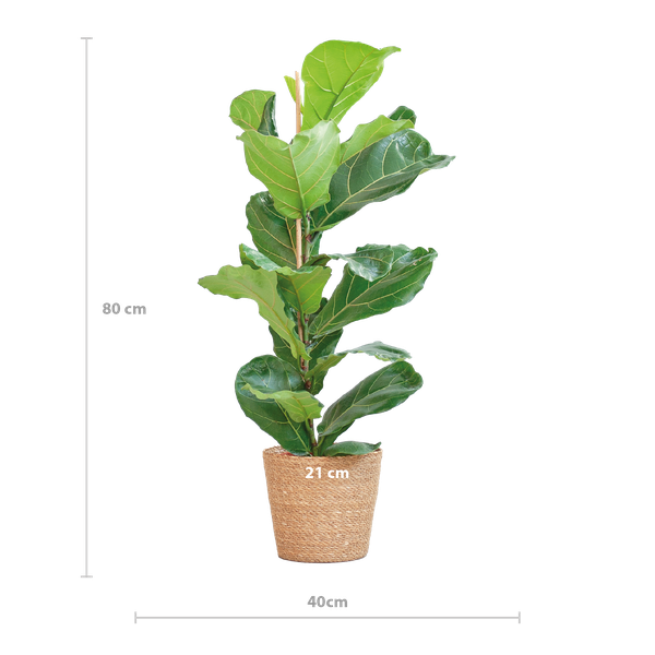 Ficus Lyrata con Cesto Sofia naturale - 80cm - Ø21