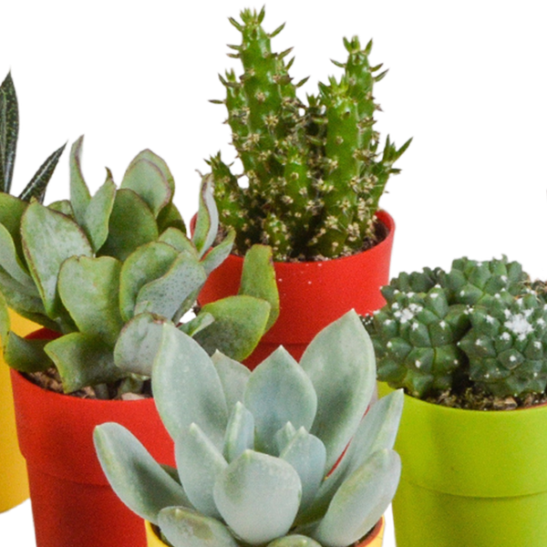 Mix di cactus e piante grasse 5,5 cm | 15 pezzi - in vasetto di plastica colorata