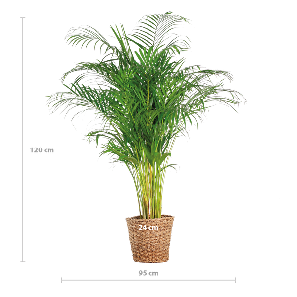 Palma Areca (dypsis) XL con cestino Torun - 120cm - Ø24