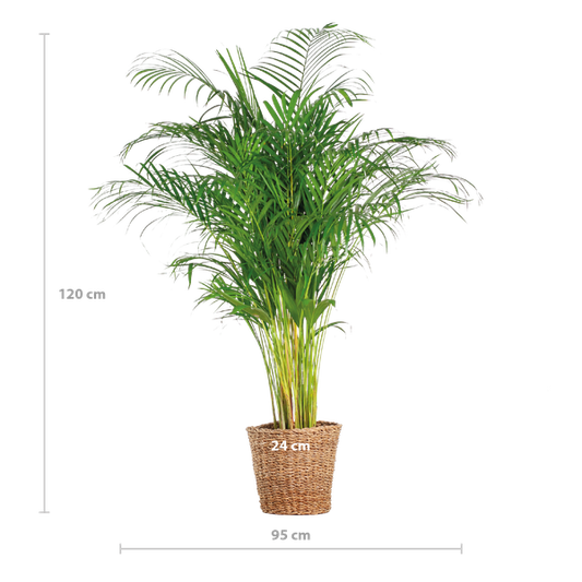 Areca Palm (dypsis) XL met mand Torun - 120cm - Ø24