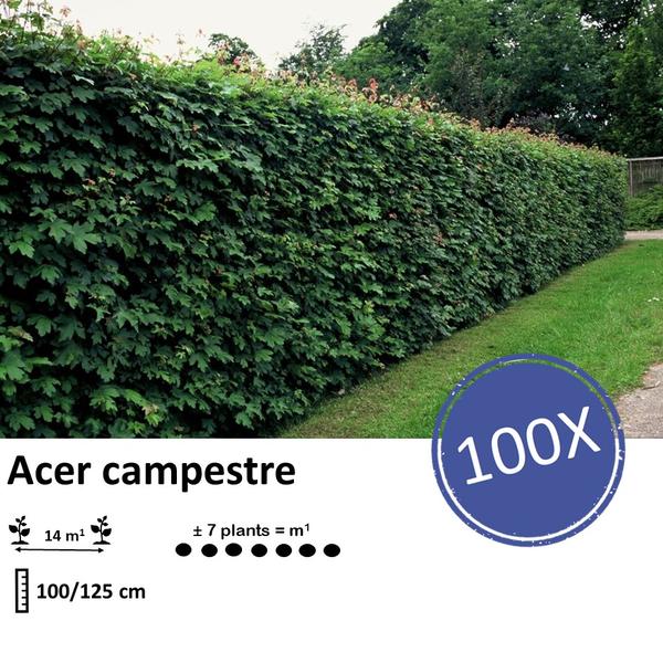 Acer campestre - bare root - 100/125 - 100x