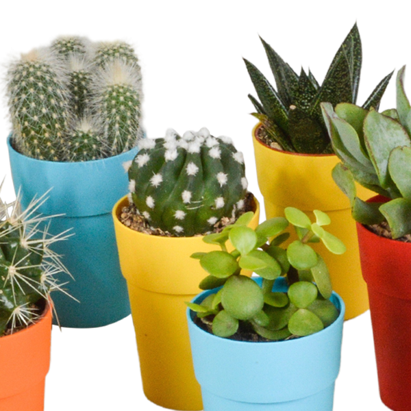 Mix di cactus e piante grasse 5,5 cm | 15 pezzi - in vasetto di plastica colorata