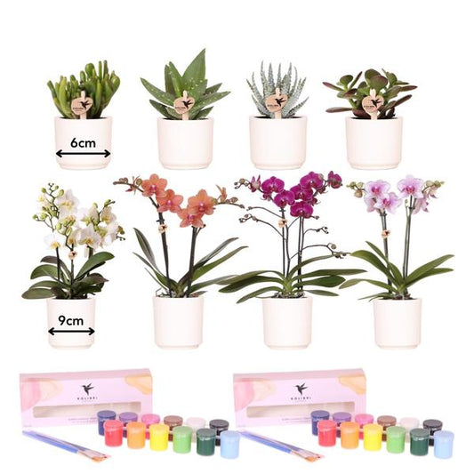 Creativi di Kolibri | Pacchetto di colori per dipingere 8 vasi di fiori + orchidee e piante grasse | per almeno 4 persone | Visionario creativo