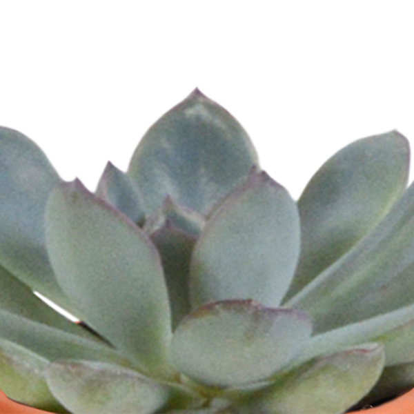 Cactus en vetplanten mix 5.5 cm | 15 stuks - zonder pot