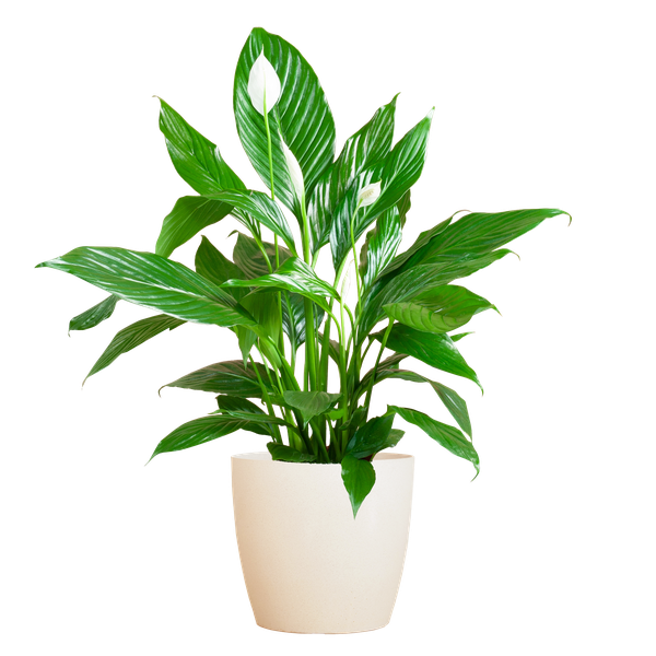 Spathiphyllum con Viber bianco - 80cm - Ø21