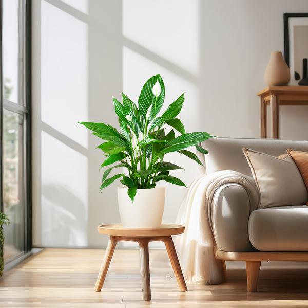 Spathiphyllum with Viber white - 80cm - Ø21