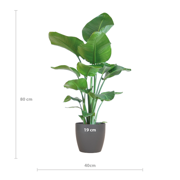 Strelitzia Nicolai con vaso Viber grigio - 80cm - Ø21