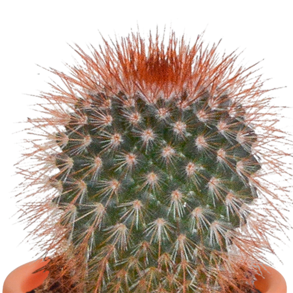 Mix di cactus e piante grasse 5,5 cm | 15 pezzi - senza vaso