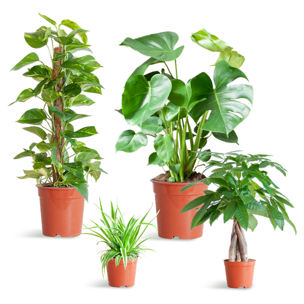 Easy care Plant box - medium - without decorative pot