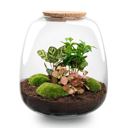 Terrario per piante - Emma - Kit fai da te - ↑ 25 cm - Ø 23 cm - Coffea Red