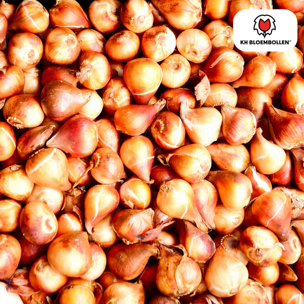 10 zakjes Tulpenbollen Mix van 20 Stuks per zakje | KH Bloembollen® | Kleurrijke Tulpenmix – Perfect voor Tuin of Pot – Maat 11/12 – Vers van de Teler