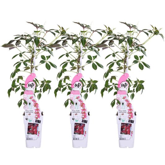Passiflora caerulea 'Constance Elliot' - Passionflower White 3x - Passiflora caerulea 'Constance Elliot' - ↨65cm - Ø15