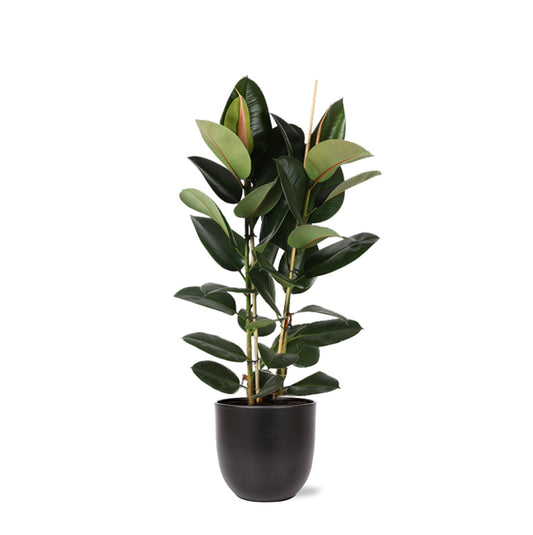 Ficus Elastica Robusta Ø24cm - ↕110cm in vaso Boule ANTRACITE