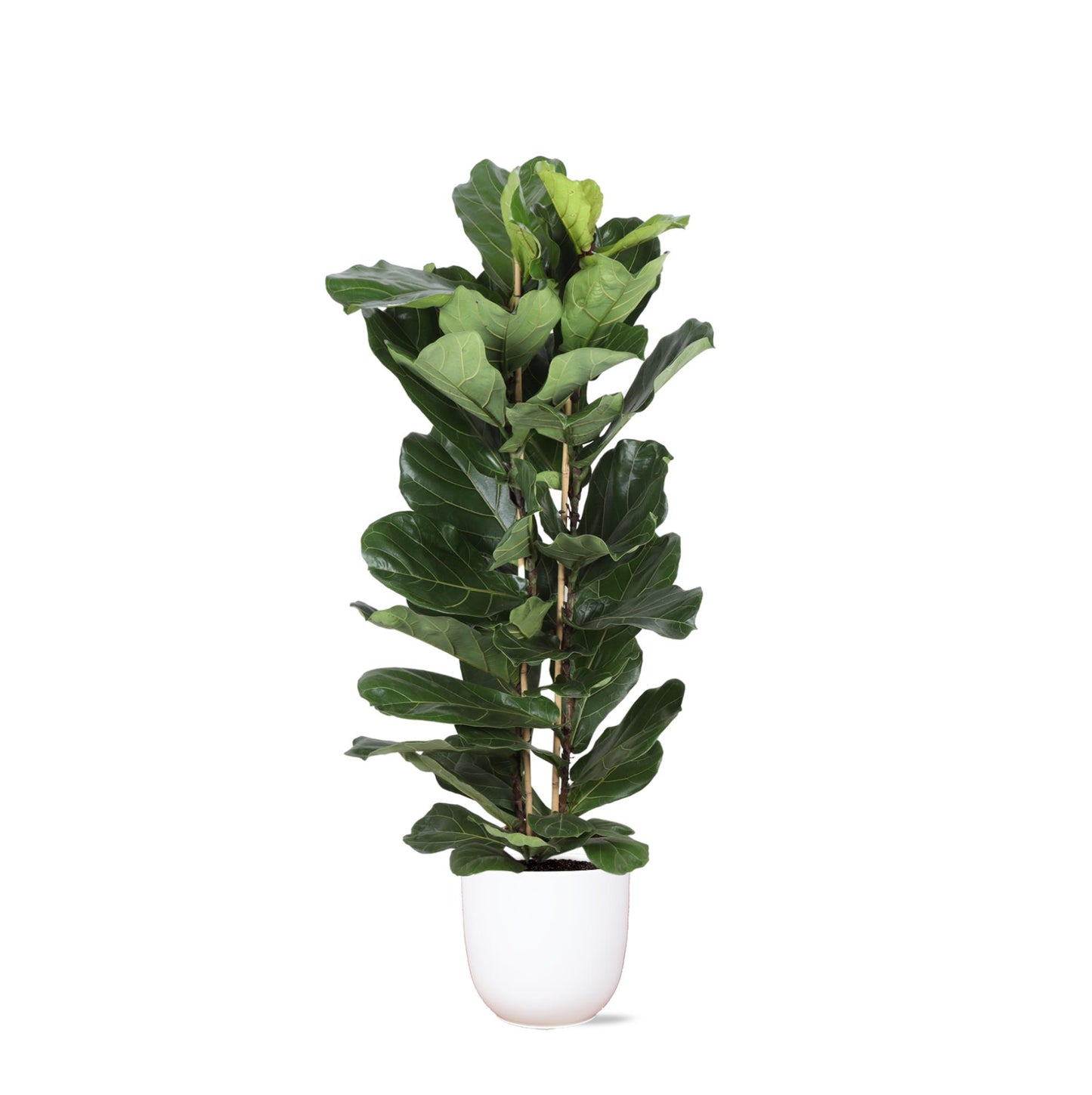 Ficus Lyrata Ø27cm ↕140cm in vaso Boule BIANCO