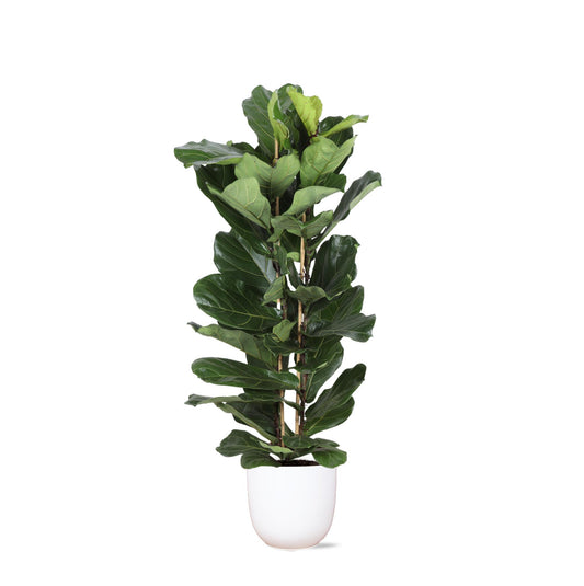 Ficus Lyrata Ø27cm ↕140cm in vaso Boule BIANCO