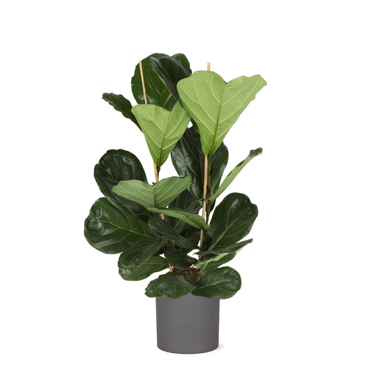 Ficus Lyrata - Ø24cm - ↕120cm in vaso ERA antracite