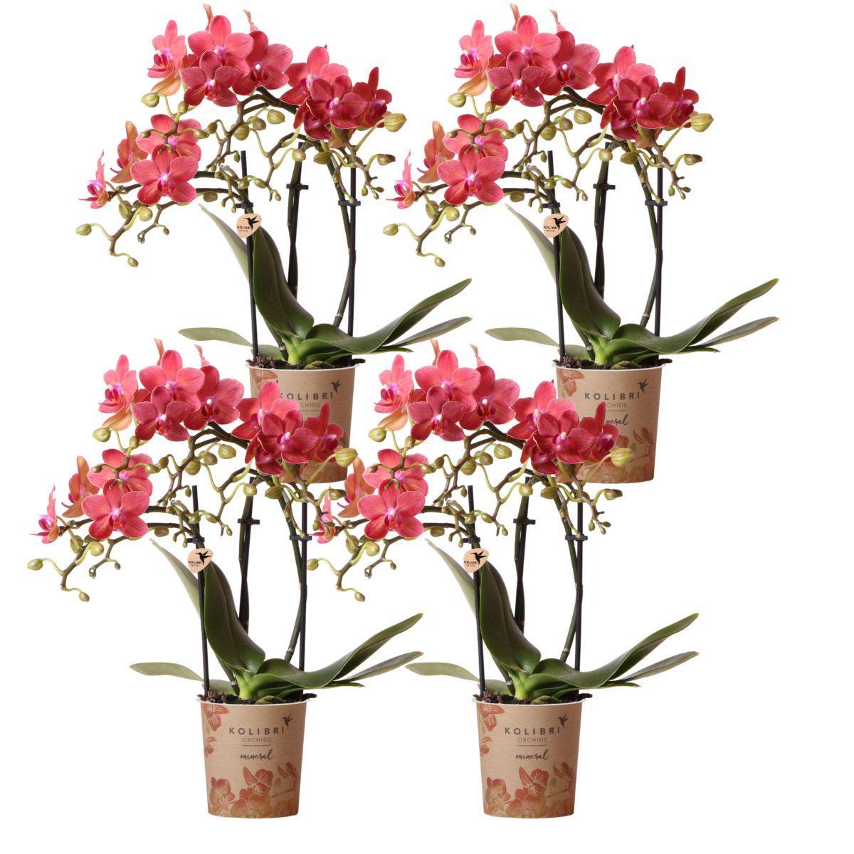 Hummingbird Orchids | COMBI DEAL of 4 orange Phalaenopsis orchids - Congo - pot size Ø9cm | flowering houseplant - fresh from the grower