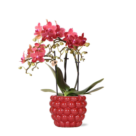 Orchidee colibrì | orchidea Phalaenopsis rossa – vaso decorativo Congo + bacche – dimensioni vaso Ø9 cm – altezza 40 cm | pianta d'appartamento fiorita in vaso da fiori - fresca dal coltivatore