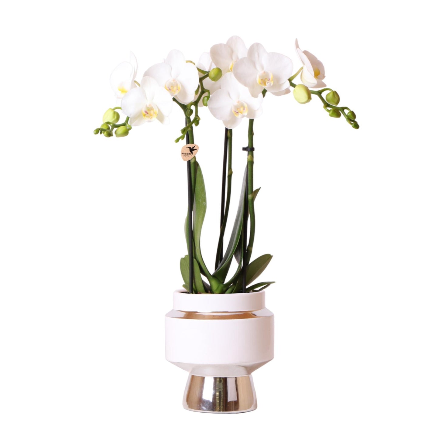 Orchidee colibrì | Orchidea Phalaenopsis bianca – Amabilis + Le Chic vaso decorativo argento – dimensioni vaso Ø9cm – altezza 40cm | pianta d'appartamento fiorita in vaso di fiori - fresca dal coltivatore