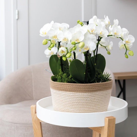 Kolibri Orchids | complete orchideeënset in Cotton Basket | drie witte orchideeën Ghent 12cm | Mono Bouquet wit incl. waterreservoir.