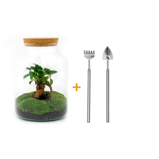 Terrario fai da te - Milky con bonsai - ↕ 30 cm + RSTS - Rastrello + Pala