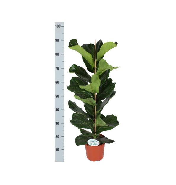 Ficus Lyrata - Ø21cm - ↕90cm in vaso BOULE antracite