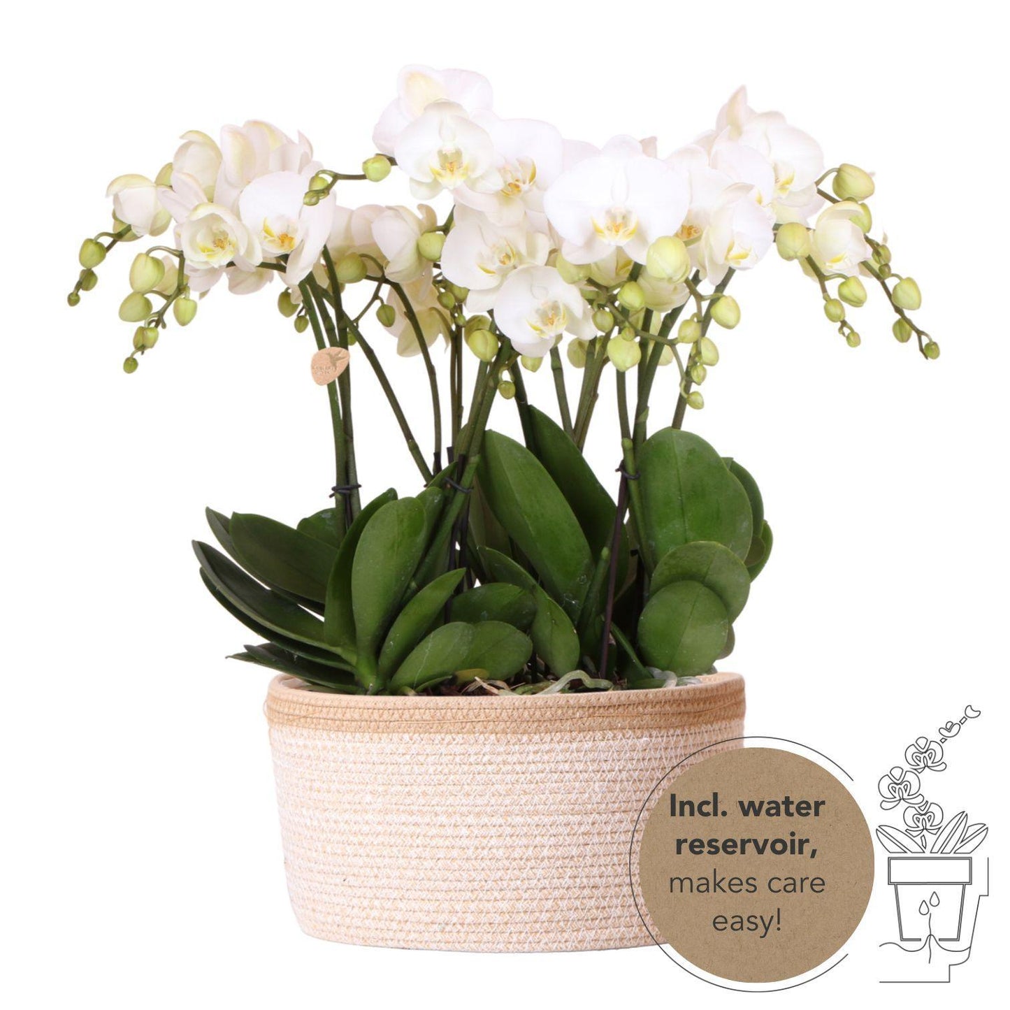 Orchidee colibrì | set completo di orchidee in cesto di cotone | tre orchidee bianche Gent 12cm | Mono Bouquet bianco con serbatoio dell'acqua.