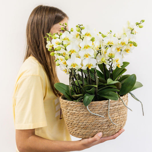 Orchidee colibrì | set di piante bianche in cestino di canna, incl tre orchidee bianche Losanna 9 cm e tre piante verdi | Jungle Bouquet bianco con riserva d'acqua autosufficiente