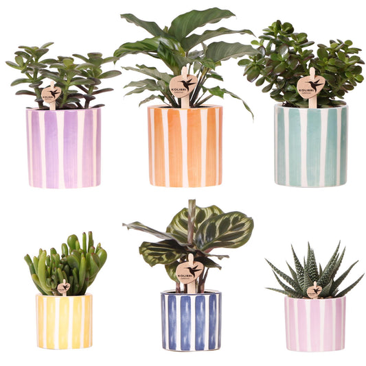 Verdi colibrì | Mix di piante verdi + vasi decorativi a strisce dipinte - dimensioni vaso Ø9 cm e Ø6 cm | piante d'appartamento in fiore - fresche dal coltivatore