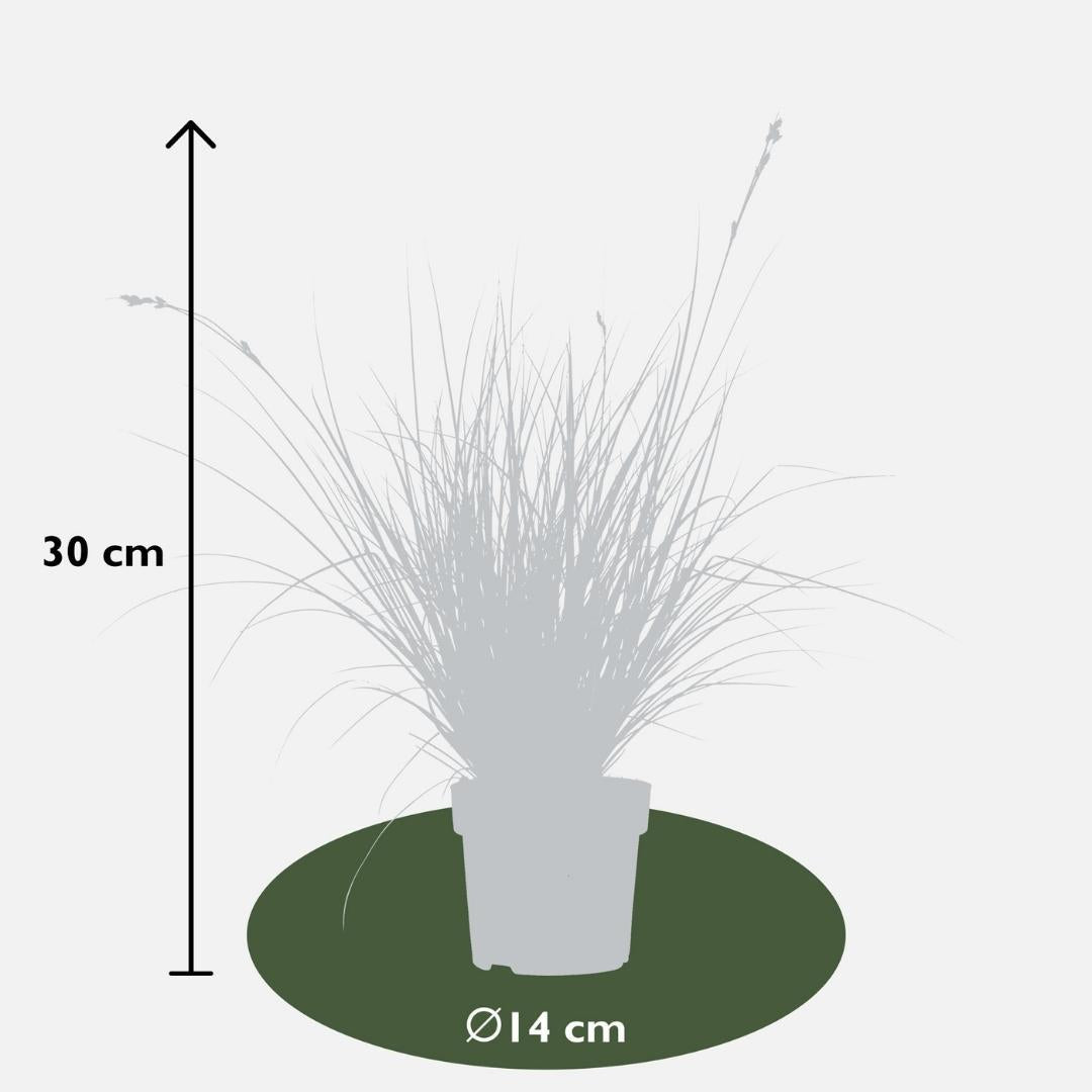 6 x Carex brunnea Variegata - Ø 14 cm - ↨ 25 cm 