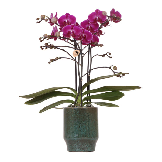 Orchidee colibrì | Orchidea phalaenopsis viola - Morelia Verde elegante - dimensioni vaso Ø9cm | pianta d'appartamento in fiore - fresca dal coltivatore