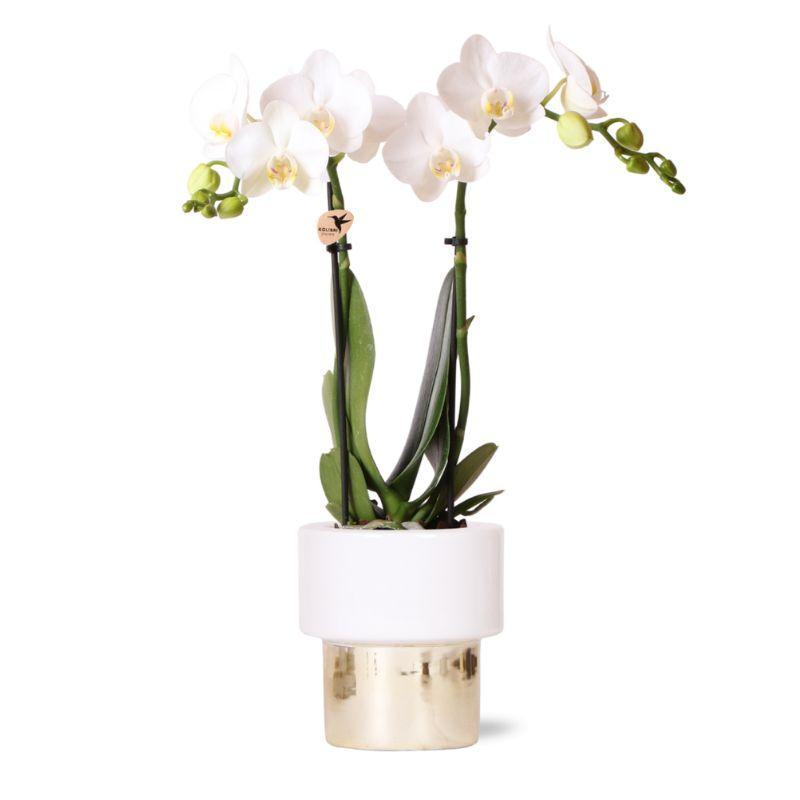 Orchidee colibrì | Orchidea Phalaenopsis bianca - Amabilis + Vaso rigoglioso - dimensioni vaso Ø9 cm - altezza 35 cm | pianta d'appartamento in fiore - fresca dal coltivatore