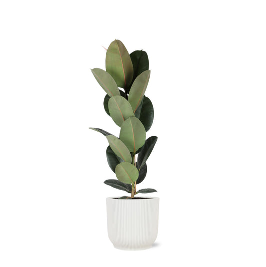 Ficus Elastica Robusta - Ø21cm - ↕90cm in vaso Vibes BIANCO