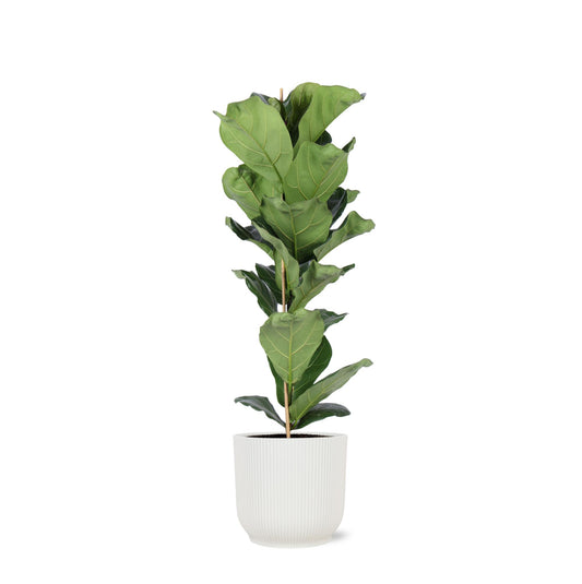 Ficus Lyrata - Ø21cm - ↕90cm in vaso Vibes BIANCO