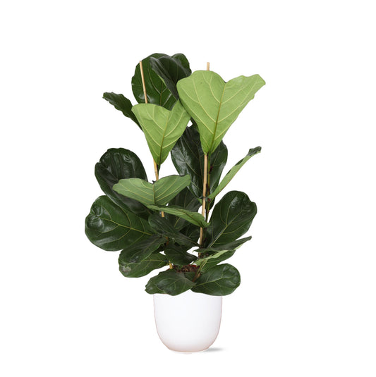 Ficus Lyrata - Ø24cm - ↕120cm in vaso Boule BIANCO