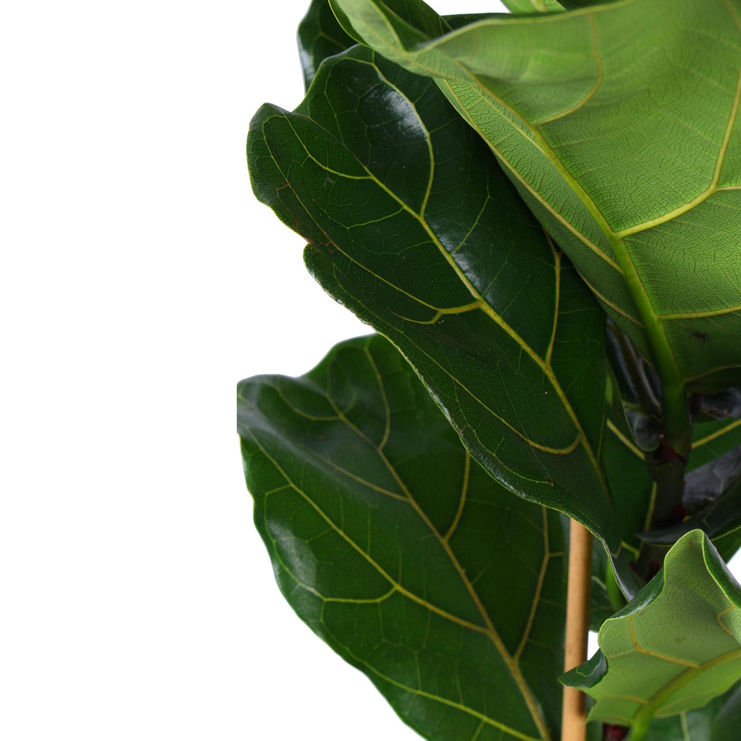 Ficus Lyrata - Ø21cm - ↕90cm in vaso BOULE antracite