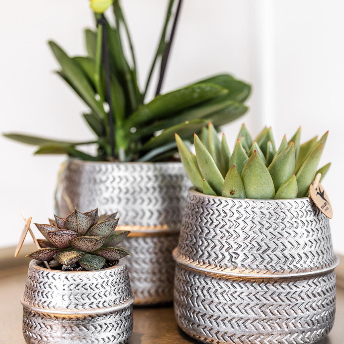 Kolibri Company - Plant set Groove silver | Set with white Phalaenopsis orchid Amabilis Ø9cm and green plant Succulent Aloe Brevifolia Ø6cm | incl. silver ceramic decorative pots